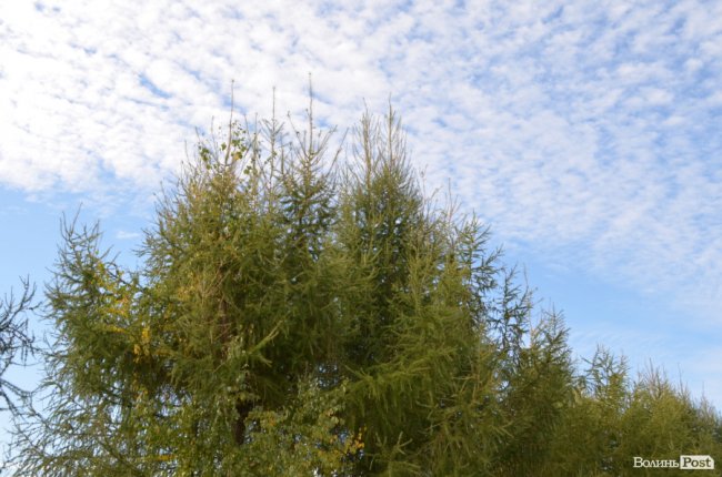 Волинські лісівники прогнозують люту зиму