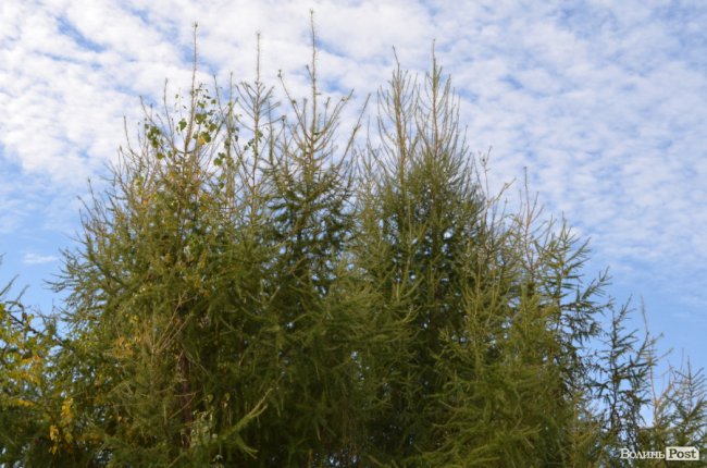 Волинські лісівники прогнозують люту зиму