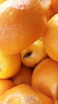 Мандаринки в луцькому супермаркеті продають із тарганами? ФОТОФАКТ