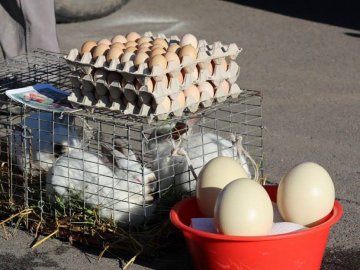 Від яєць – до дерев: ярмарок у Володимирі