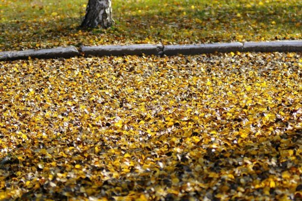 Осінній Луцьк. ФОТО