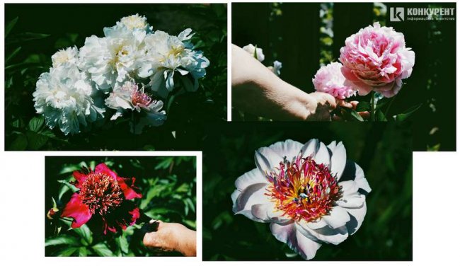 Подружжя з Луцька щороку висаджує квіти у «CITY PARK». ФОТО