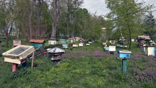 Як у часи Київської Русі: під Луцьком відродили древнє бортництво