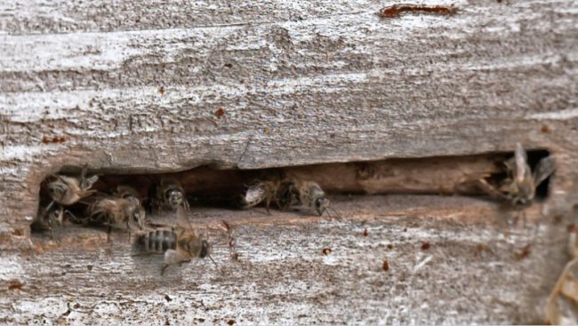 Як у часи Київської Русі: під Луцьком відродили древнє бортництво
