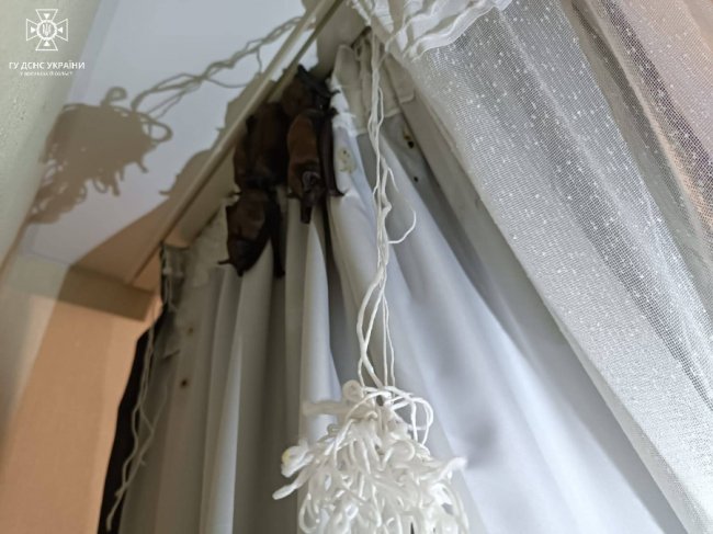 У Луцьку рятувальники звільнили квартиру від кажанів. ФОТО