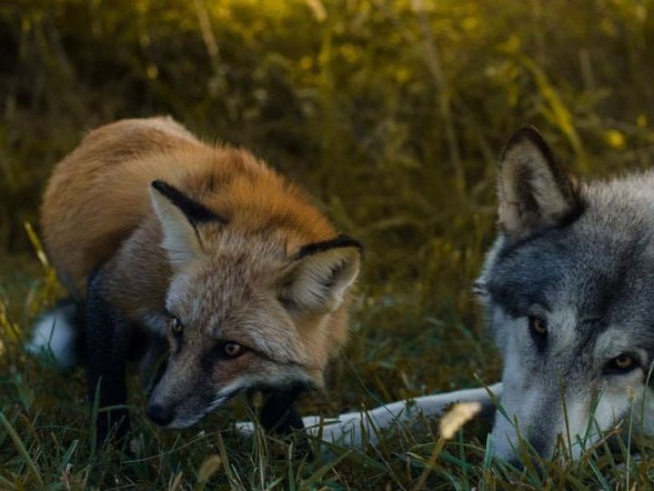На Волині - нашестя зграй вовків та лисиць 