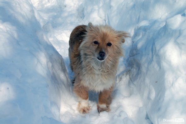 Луцьк після снігопаду. ФОТО