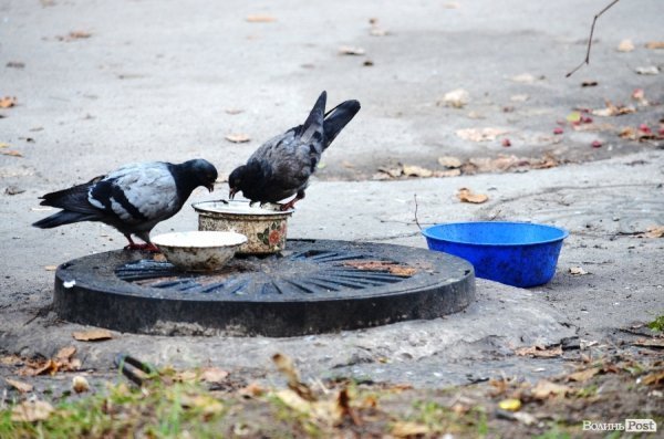 Фотопогляд: проспект Перемоги