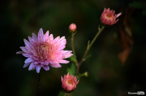 Фотопогляд: проспект Перемоги