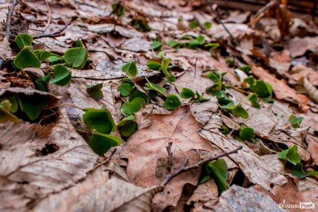 Перший день весни у «волинській Швейцарії». ФОТОРЕПОРТАЖ