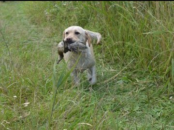 Мисливський сезон на Волині розпочнеться 3 серпня