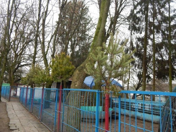 Звірі Луцького зоопарку смакують викинутими новорічними ялинками. ФОТО