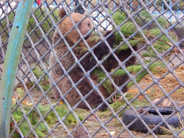 Звірі Луцького зоопарку смакують викинутими новорічними ялинками. ФОТО