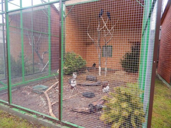 Звірі Луцького зоопарку смакують викинутими новорічними ялинками. ФОТО