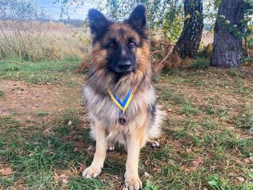 Нагородили службового пса нацгвардійців, який під час патрулювання Луцька знайшов набої в авто. ФОТО