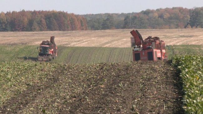 Як на Волині триває збір урожаю. ВІДЕО
