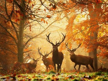 Зубри, олені і рябчики: на Волині порахували лісових тварин