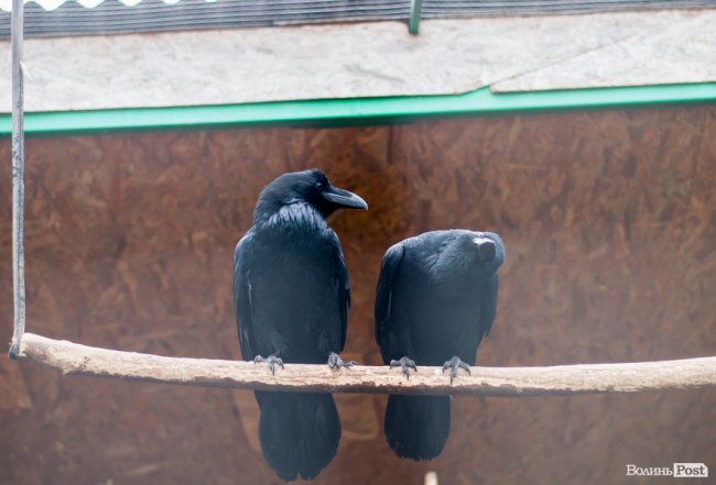 Пухнасті любощі, або Закохані парочки Луцького зоопарку. ФОТО