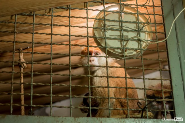 Пухнасті любощі, або Закохані парочки Луцького зоопарку. ФОТО