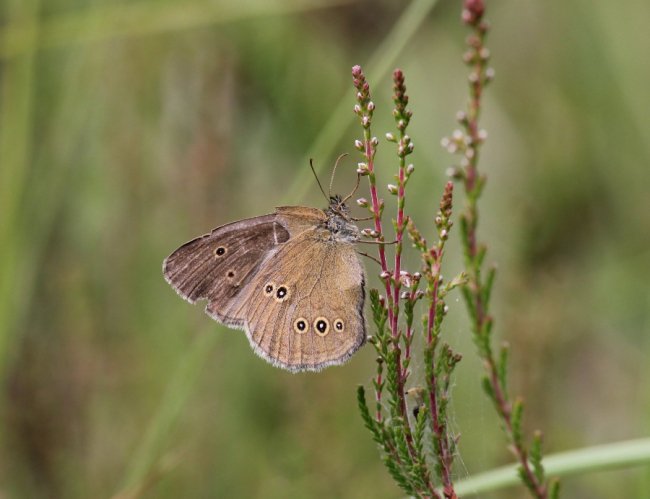 Очняк волове око, очняк трав'яний (Maniola jurtina)