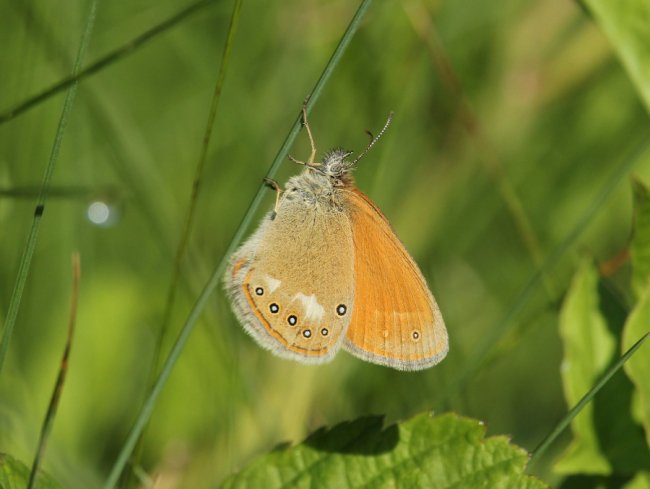 Прочанок Глікеріон (Coenonympha glycerion)