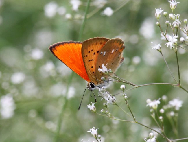 Дукачик обочень (Lycaena virgaureae)