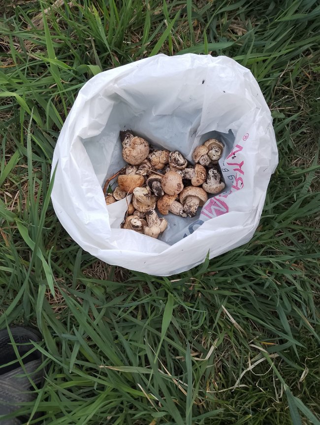 На Волині розпочався грибний сезон