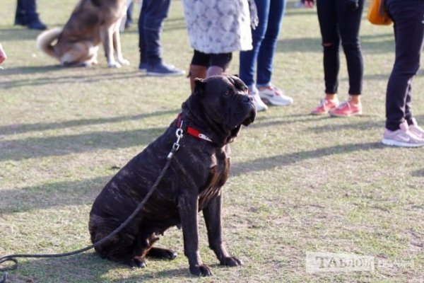 Луцький іподром перетворився на справжнє царство тварин. ФОТО