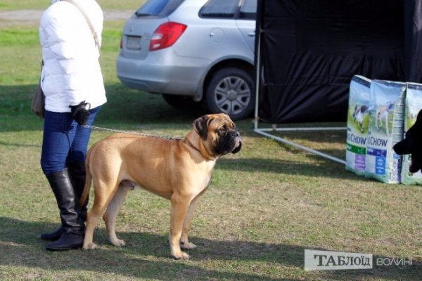 Луцький іподром перетворився на справжнє царство тварин. ФОТО