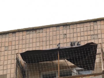 У Луцьку в будинку металевою сіткою закрили голубів