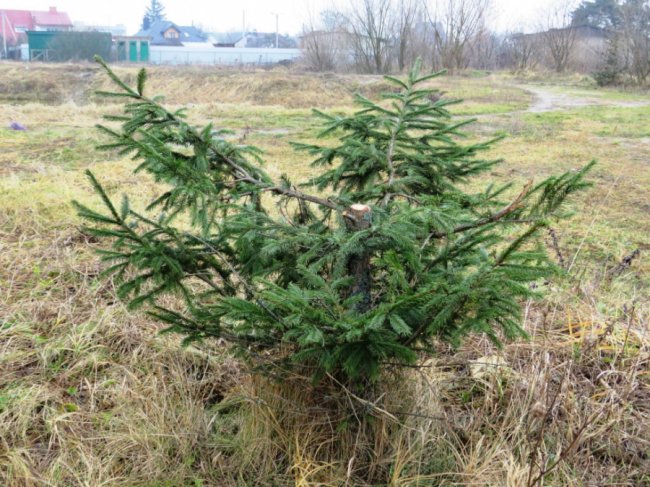 На Волині вандали порубали ялинки, які нещодавно висадили