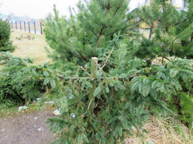 На Волині вандали порубали ялинки, які нещодавно висадили