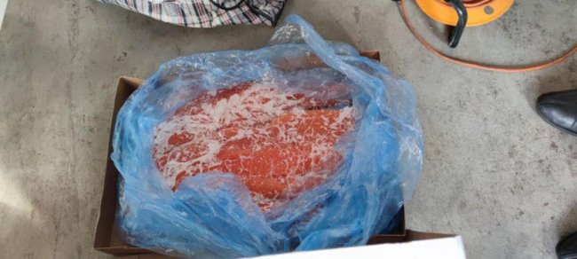 Через Волинь намагалися нелегально ввезти лосось з Британії. ФОТО