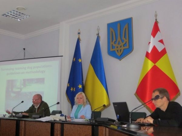 Луцьких безпритульних собак рахуватимуть англійці. ФОТО