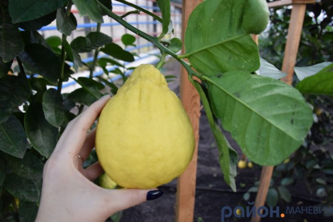 У теплицях лісового господарства на Волині дозріває пів сотні кущів лимонів. ФОТО