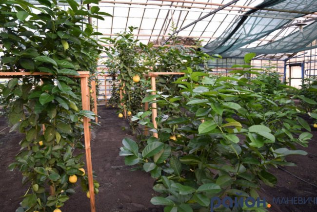 У теплицях лісового господарства на Волині дозріває пів сотні кущів лимонів. ФОТО