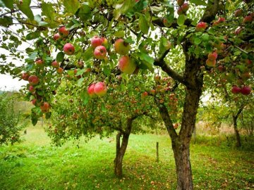 Як доглядати за садом з фруктовими деревами. Сезонні роботи*