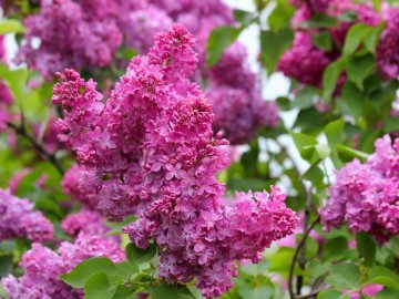 Погода у Луцьку та Волинській області на завтра, 13 травня