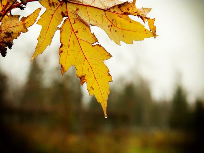 Автор фото - Олег Бурлака