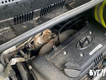 На Волині врятували кота, який потрапив у автомобільну пастку
