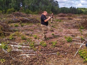 На Волині невідомі незаконно зрізали дерев на понад шість мільйонів гривень