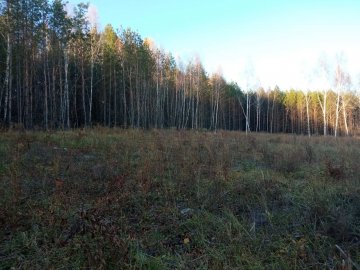 У волинському лісі невідомі зрубали понад 800 дерев