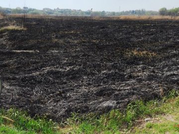 Нічого живого, тільки сморід, - у Луцьку згорів заказник