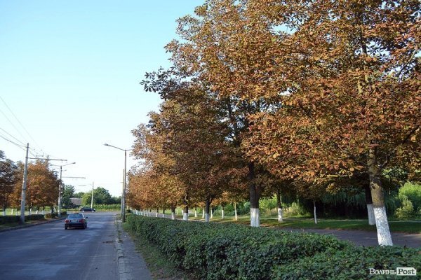 Чи то літо таке пекуче, чи то хвороба зіпсувала листя?