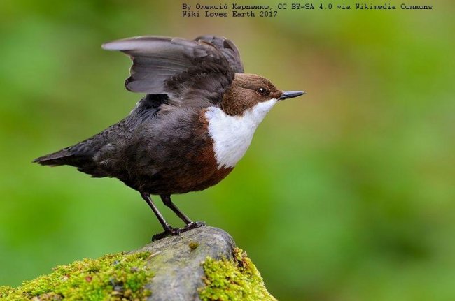Пронурок недалеко від гнізда біля водоспаду Шипіт. Олексій Карпенко