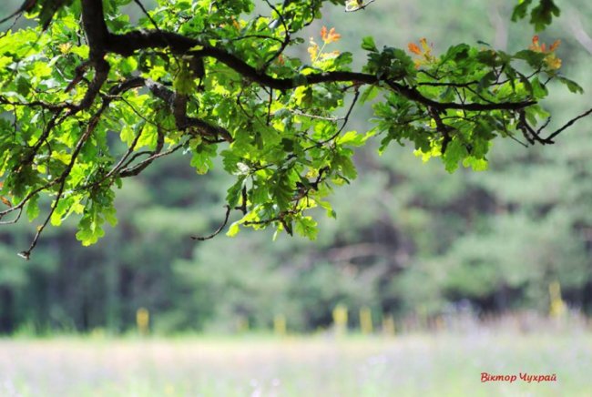 Краса і спокій: шацькі фотозамальовки