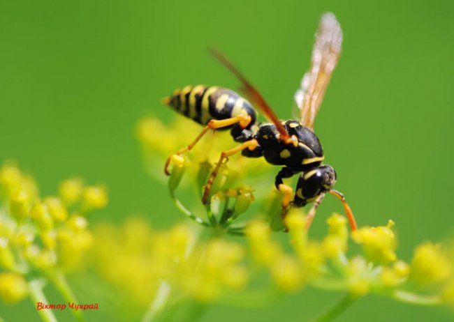Краса і спокій: шацькі фотозамальовки