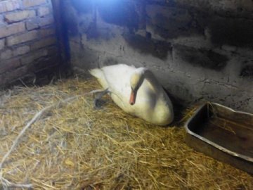 Врятовану лебідку прихистили в Луцькому зоопарку