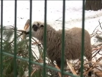Показали, як тварини з Луцького зоопарку ласують новорічними ялинками. ВІДЕО