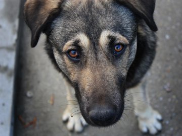 У райцентрі на Волині жорстоко труять собак. ФОТО